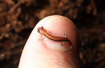 A tiny red-backed salamander (Plethodon cinereus) resting on a person's thumbnail. 