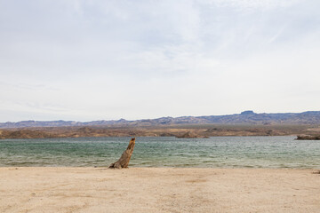 Fototapeta premium Big tree stump on the beach