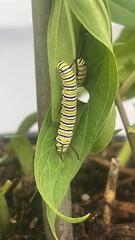 A Long Yellow and Black Monarch Caterpillar on a Green Leaf