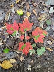 red maple leaf