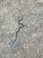 snake on the ground