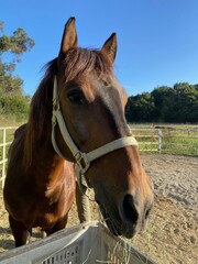 Obraz premium a brown horse in the sun