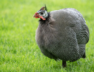 Helmeted Guineafowl in the Park