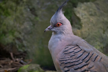 Portrait of a Crested Pigeon