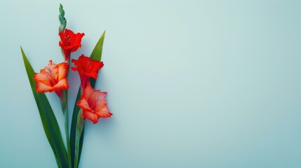 A delicate bloom of gladiolus stands graceful against a soft backdrop, offering a perfect touch of natures beauty.