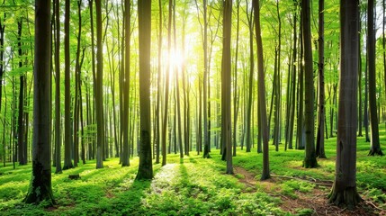 Fototapeta premium Immerse yourself in the serene beauty of lush green woods where nature flourishes and peace reigns supreme.