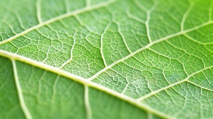 Discover the beauty of nature with a closeup macro shot of a green leaf showcasing its intricate vein patterns.