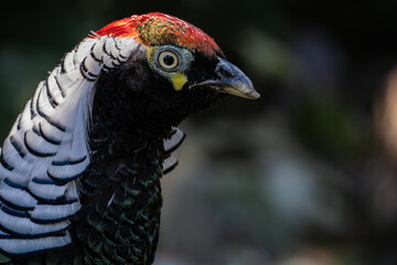 Portrait of a Lady Amherst's Pheasant