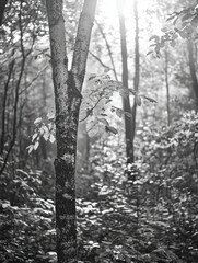 Fototapeta premium Dappled Sunlight Through Tree Trunks in a Wooded Forest