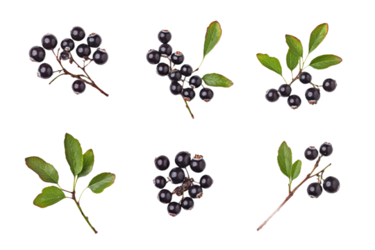 Collection of six blackberries with varying sizes and shapes arranged in grid pattern on isolated background. Berries at different angles add depth and dimension. Isolated on transparent background.