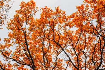 Oak tree crown autumn leaves