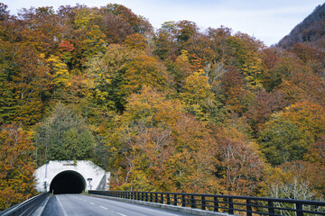 Fototapeta premium Akita,Japan - October 29, 2024: Beautiful leaves around Oyu Tunnel in autumn in Akita, Japan
