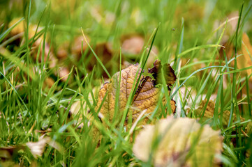 Colorful leaves in the grass, fall season