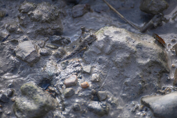 a mudskipper on a muddy ground