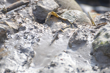 a mudskipper on a muddy ground
