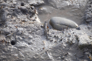a mudskipper on a muddy ground
