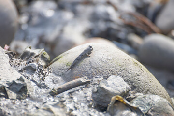 a mudskipper on a muddy ground