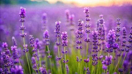 Fototapeta premium A close-up of a lavender field with tall purple flowers and green grass beneath them, summer landscape, floral patterns, countryside, nature scene, herbes