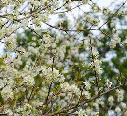 Floração da pitangueira