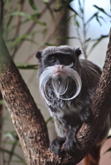 Obraz premium Monkey