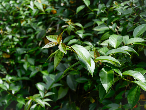 Planta medicinal ora pro nobis. Essa planta &eacute; conhecida por ser a carne dos pobres por conter bastante prot&eacute;ina em suas folhas.