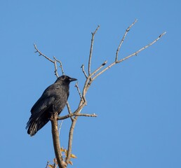 Crow