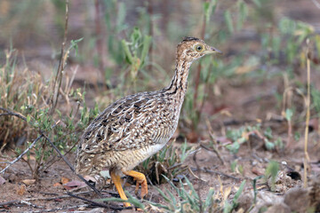 White-bellied Nothura (Nothura boraquira) walking on a dirt road in the interior of Bahia, Northeastern Brazilian State