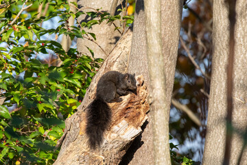 Squirrel
