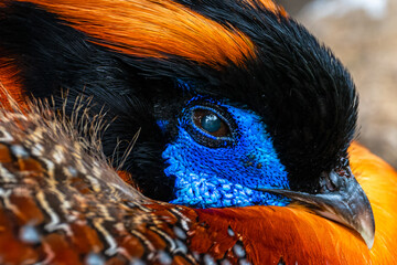 Portrait of Temminck’s Tragopan (Tragopan temminckii)