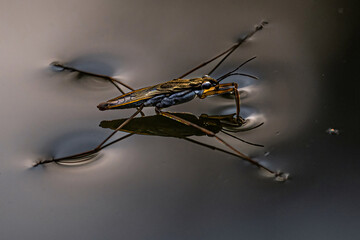 Common Water Strider Using Surface Tension to Walk on Water