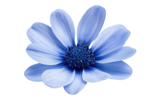 Vibrant blue flower in full bloom on isolated transparent background. Rich dark blue petals, light center. Central location draws attention. Simple background highlights flower color, details.