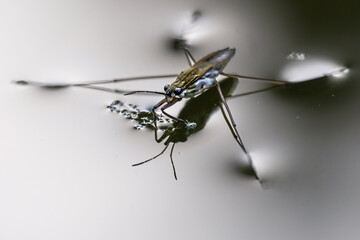 Common Water Strider Using Surface Tension to Walk on Water