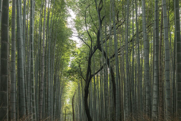 Arashiyama Bamboo forest consists mostly of moso bamboo or Phyllostachys edulis, native to Japan.