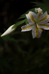 ヤマユリの花