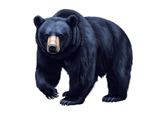Fototapeta premium Black Bear Illustration Standing Furry Wild Animal Wildlife Nature Closeup on transparent background