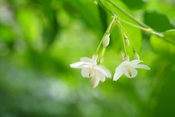 White flowers are blooming in the garden on green background.