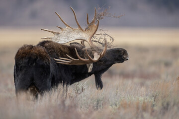 A Moose in Grand Teton National Park