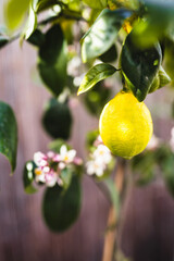 Naklejka premium lemon tree with lemons and white flowers in white pot, summery mediterranean look and shallow depth of field