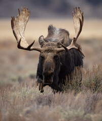 A Moose in Grand Teton National Park