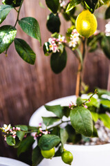 lemon tree with lemons and white flowers in white pot, summery mediterranean look and shallow depth of field