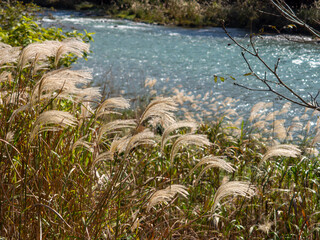 ススキが自生する秋の由良川