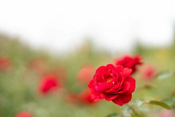 綺麗な赤い薔薇　秋バラ