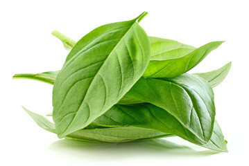 Obraz premium fresh green basil leaf