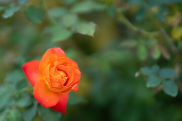 一輪のオレンジ色の薔薇　秋バラ