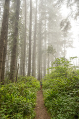 Woman Hikes Along Thick Trail In The Fog Of Redwood