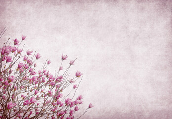 magnolia flowers on old paper background