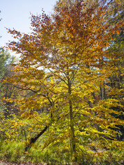 Autumn panorama of Vitosha Mountain, Bulgaria