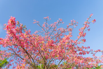 pink silk floss tree flower in garden