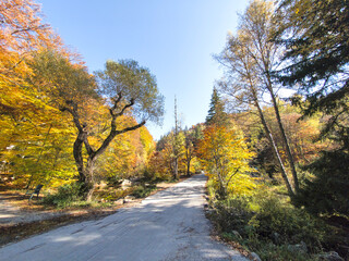 Obraz premium Autumn panorama of Vitosha Mountain, Bulgaria