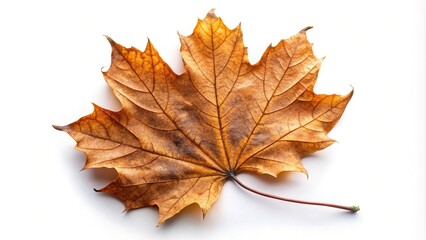Fototapeta premium Dried brown autumn maple leaf reflected on white background